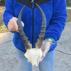 B-Grade Blesbok Sku...