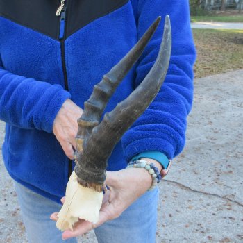  B-Grade Blesbok Skull Plate 11" Horns 