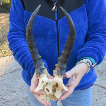  B-Grade Blesbok Skull Plate 11" Horns 
