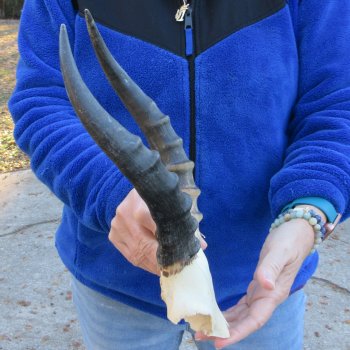  B-Grade Blesbok Skull Plate 11" Horns 