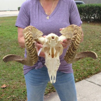 B-Grade African Merino Ram/Sheep Skull with 29"  & 30" Horns 
