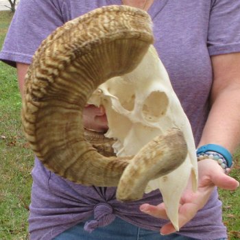 B-Grade African Merino Ram/Sheep Skull with 29"  & 30" Horns 