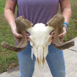 B-Grade African Merino Ram/Sheep Skull with 25" Horns 
