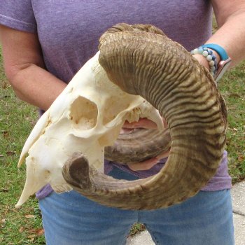 B-Grade African Merino Ram/Sheep Skull with 25" Horns 