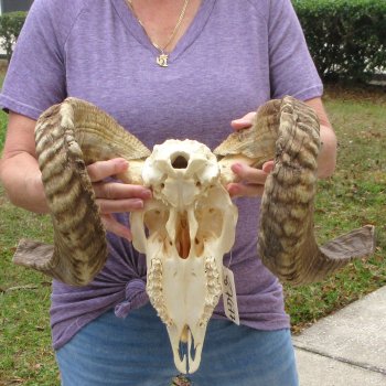 B-Grade African Merino Ram/Sheep Skull with 25" Horns 