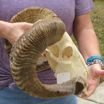 B-Grade African Merino Ram/Sheep Skull with 25" Horns 