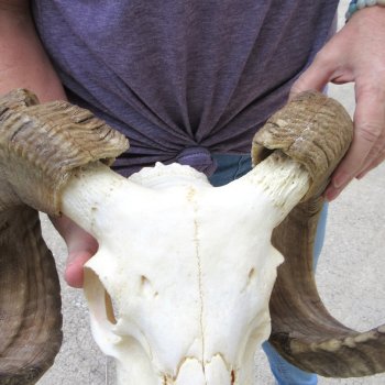 B-Grade African Merino Ram/Sheep Skull with 25" Horns 