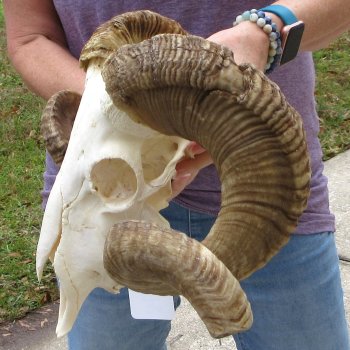 B-Grade African Merino Ram/Sheep Skull with 28" Horns 