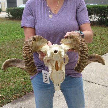 B-Grade African Merino Ram/Sheep Skull with 28" Horns 
