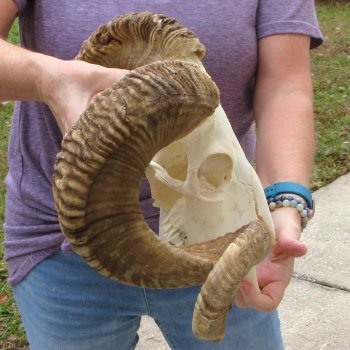 B-Grade African Merino Ram/Sheep Skull with 28" Horns 