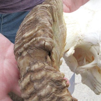 B-Grade African Merino Ram/Sheep Skull with 28" Horns 