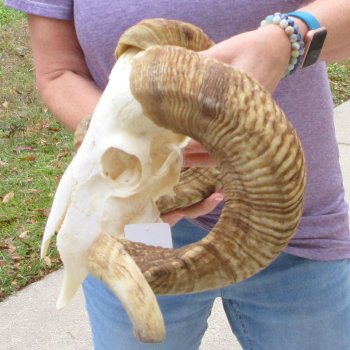 B-Grade African Merino Ram/Sheep Skull with 28" Horns 