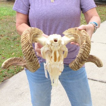 B-Grade African Merino Ram/Sheep Skull with 28" Horns 