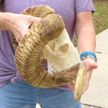 B-Grade African Merino Ram/Sheep Skull with 28" Horns 