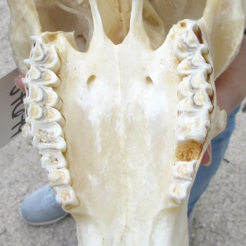 B-Grade African Merino Ram/Sheep Skull with 28" Horns 