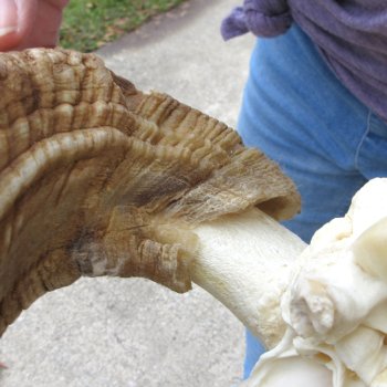 B-Grade African Merino Ram/Sheep Skull with 28" Horns 