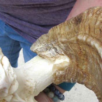 B-Grade African Merino Ram/Sheep Skull with 28" Horns 