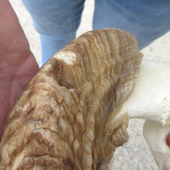 B-Grade African Merino Ram/Sheep Skull with 28" Horns 