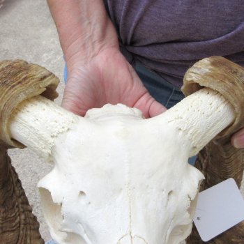 B-Grade African Merino Ram/Sheep Skull with 28" Horns 
