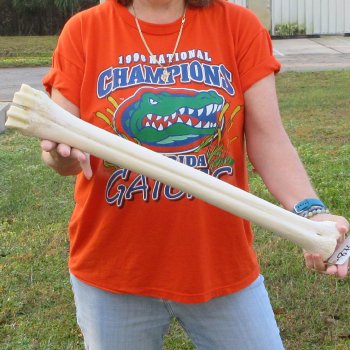 24" Giraffe Metatarsal Leg Bone 