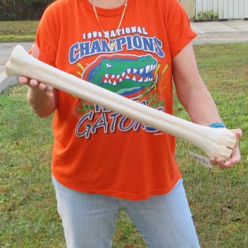 24" Giraffe Metatarsal Leg Bone 