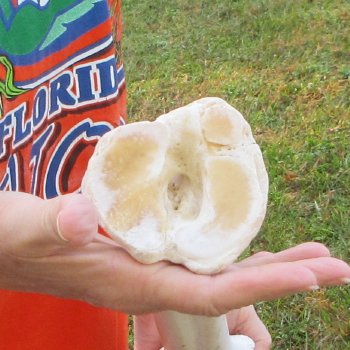 24" Giraffe Metatarsal Leg Bone 