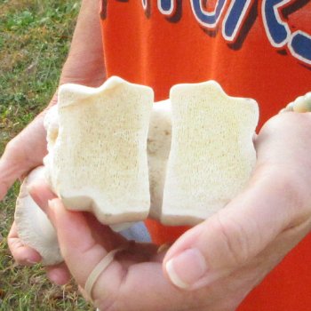 24" Giraffe Metatarsal Leg Bone 