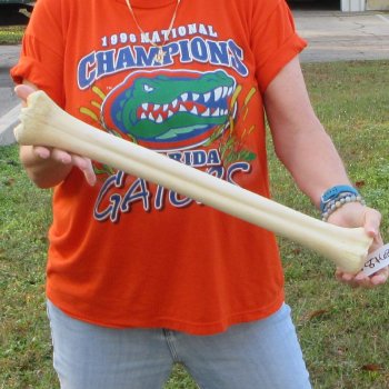 21" Giraffe Metatarsal Leg Bone 