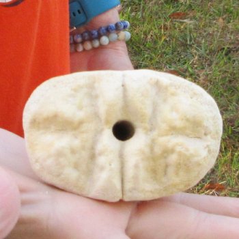 21" Giraffe Metatarsal Leg Bone 