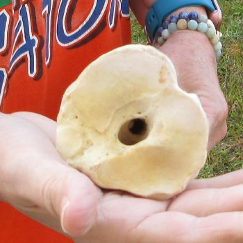 21" Giraffe Metatarsal Leg Bone 