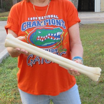 21" Giraffe Metatarsal Leg Bone 