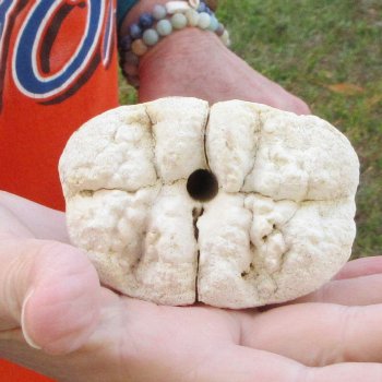 21" Giraffe Metatarsal Leg Bone 