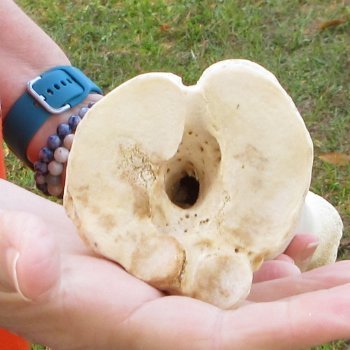 21" Giraffe Metatarsal Leg Bone 