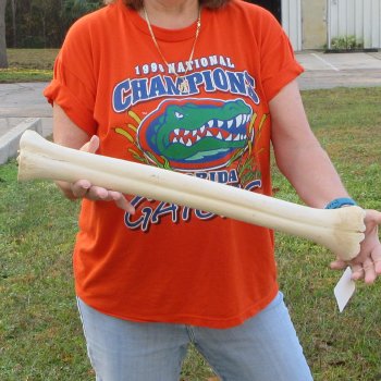 23" Giraffe Metatarsal Leg Bone 