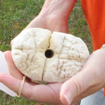 23" Giraffe Metatarsal Leg Bone 