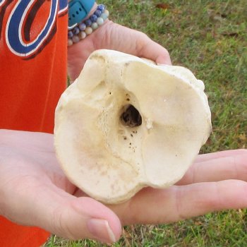 23" Giraffe Metatarsal Leg Bone 