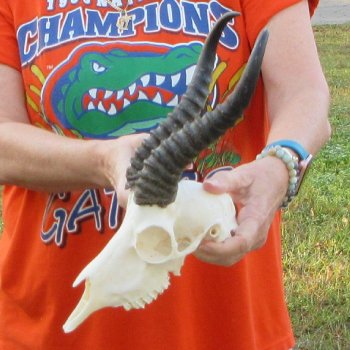 9-3/4" Horns on Male Springbok Skull 