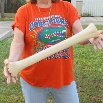 21" Giraffe Metacarpal Leg Bone 