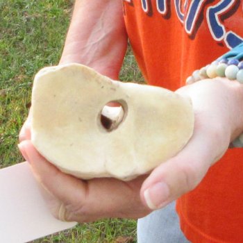 21" Giraffe Metacarpal Leg Bone 