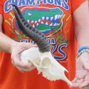 9-3/4" Horns on Male Springbok Skull 
