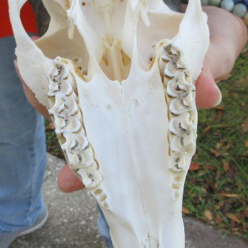 9-3/4" Horns on Male Springbok Skull 