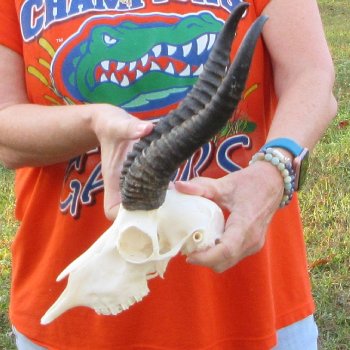 12" Horns on Male Springbok Skull 