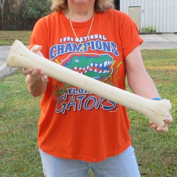 22" Giraffe Metacarpal Leg Bone 