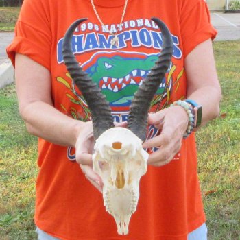 12" Horns on Male Springbok Skull 