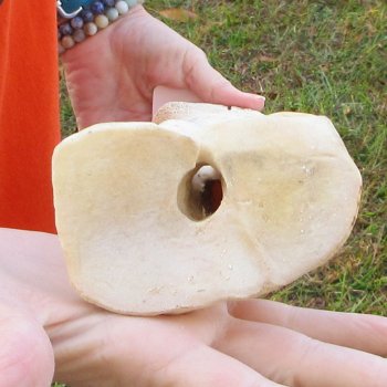 22" Giraffe Metacarpal Leg Bone 