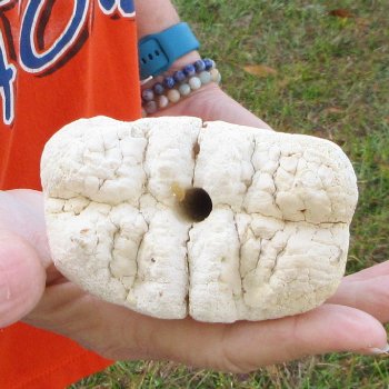 22" Giraffe Metacarpal Leg Bone 