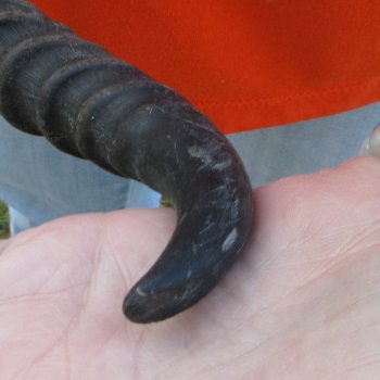 12" Horns on Male Springbok Skull 