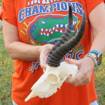 11-1/4" Horns on Male Springbok Skull 