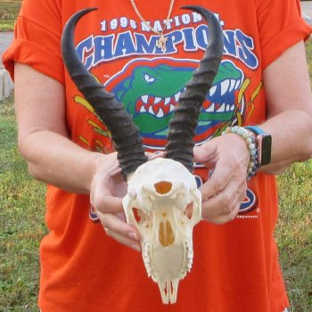 11-1/4" Horns on Male Springbok Skull 