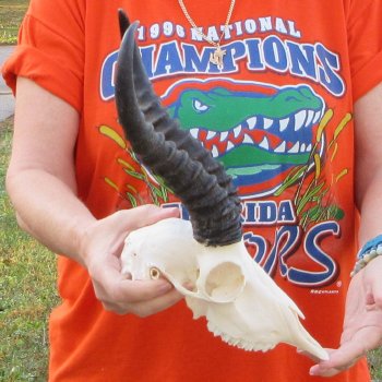 11-1/4" Horns on Male Springbok Skull 
